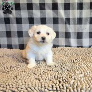 Seth, Coton de Tulear Mix Puppy