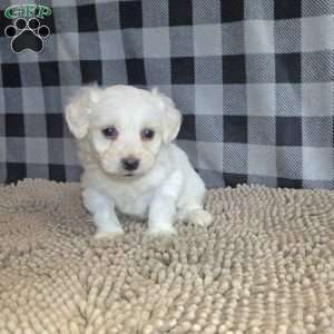 Seth, Coton de Tulear Mix Puppy