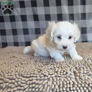 Stuart, Coton de Tulear Mix Puppy