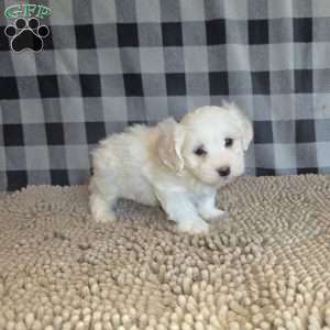 Stuart, Coton de Tulear Mix Puppy