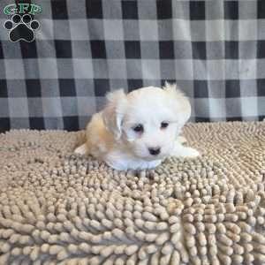 Stuart, Coton de Tulear Mix Puppy
