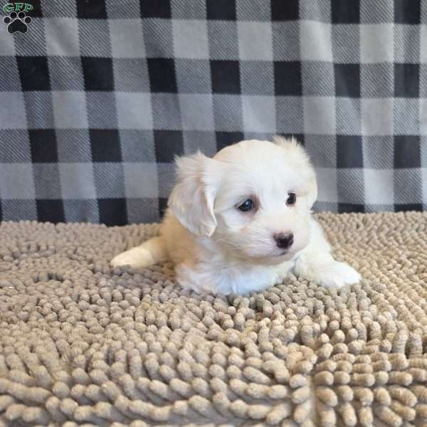 Stuart, Coton de Tulear Mix Puppy