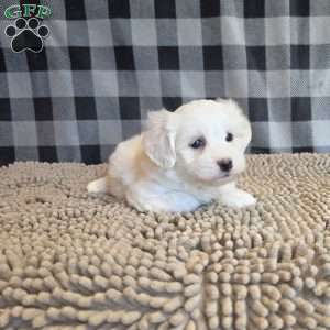 Stuart, Coton de Tulear Mix Puppy