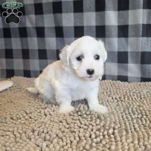 Stan, Coton de Tulear Mix Puppy