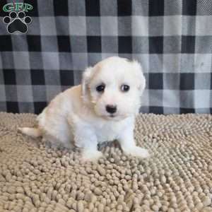 Stan, Coton de Tulear Mix Puppy