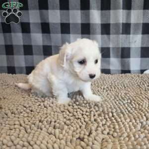 Stan, Coton de Tulear Mix Puppy