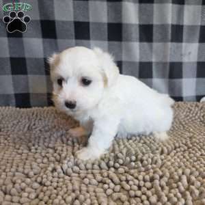 Stan, Coton de Tulear Mix Puppy