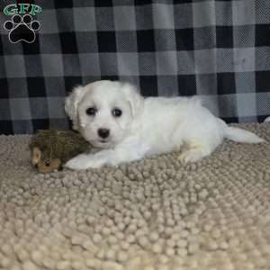 Stan, Coton de Tulear Mix Puppy