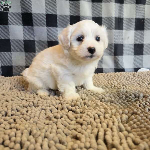 Stan, Coton de Tulear Mix Puppy