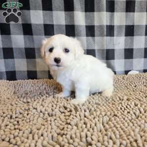 Stan, Coton de Tulear Mix Puppy