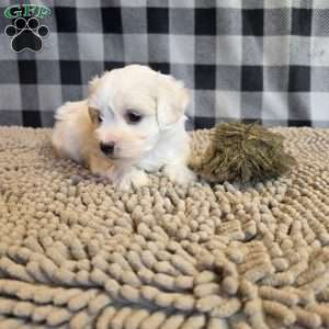 Stella, Coton de Tulear Mix Puppy
