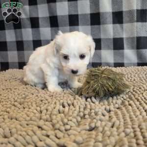 Stella, Coton de Tulear Mix Puppy