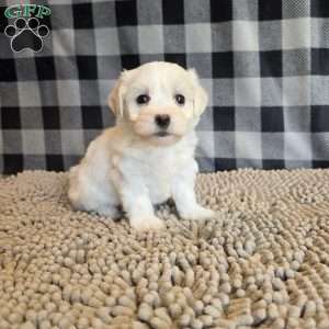 Stella, Coton de Tulear Mix Puppy