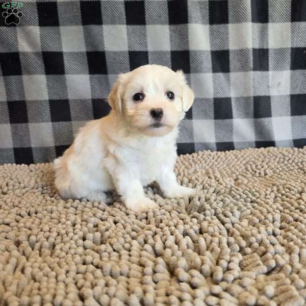 Stella, Coton de Tulear Mix Puppy