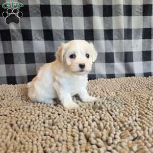 Stella, Coton de Tulear Mix Puppy