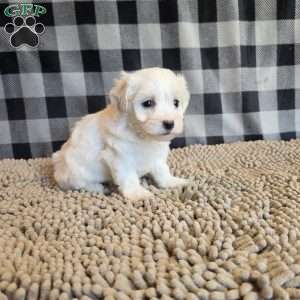Stella, Coton de Tulear Mix Puppy