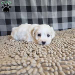 Stella, Coton de Tulear Mix Puppy