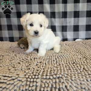 Susie, Coton de Tulear Mix Puppy