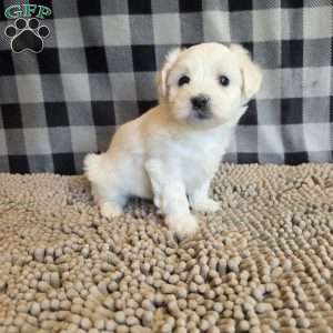 Susie, Coton de Tulear Mix Puppy