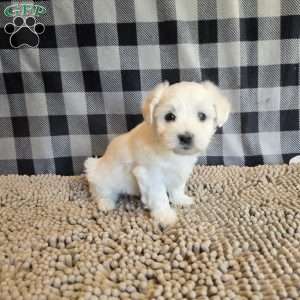 Susie, Coton de Tulear Mix Puppy