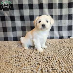 Susie, Coton de Tulear Mix Puppy