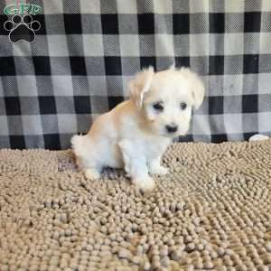 Susie, Coton de Tulear Mix Puppy