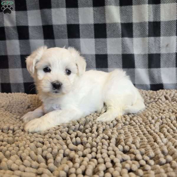 Susie, Coton de Tulear Mix Puppy