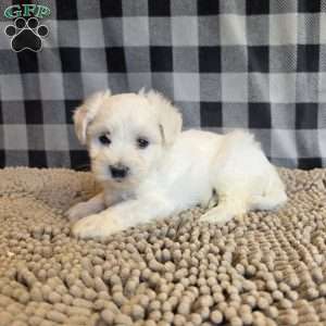 Susie, Coton de Tulear Mix Puppy