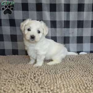 Susie, Coton de Tulear Mix Puppy