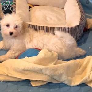 Hans, Havanese Puppy
