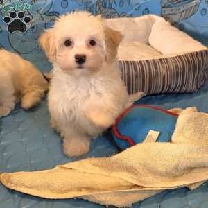 Hans, Havanese Puppy