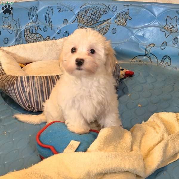 Hans, Havanese Puppy