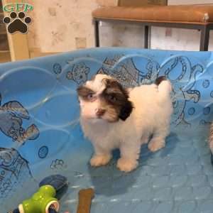 Hank, Havanese Puppy