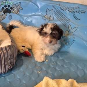 Hank, Havanese Puppy