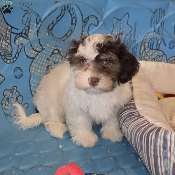 Hank, Havanese Puppy