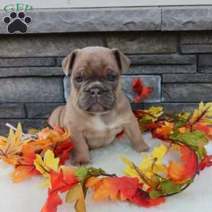 Max, English Bulldog Puppy