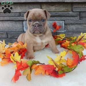 Max, English Bulldog Puppy