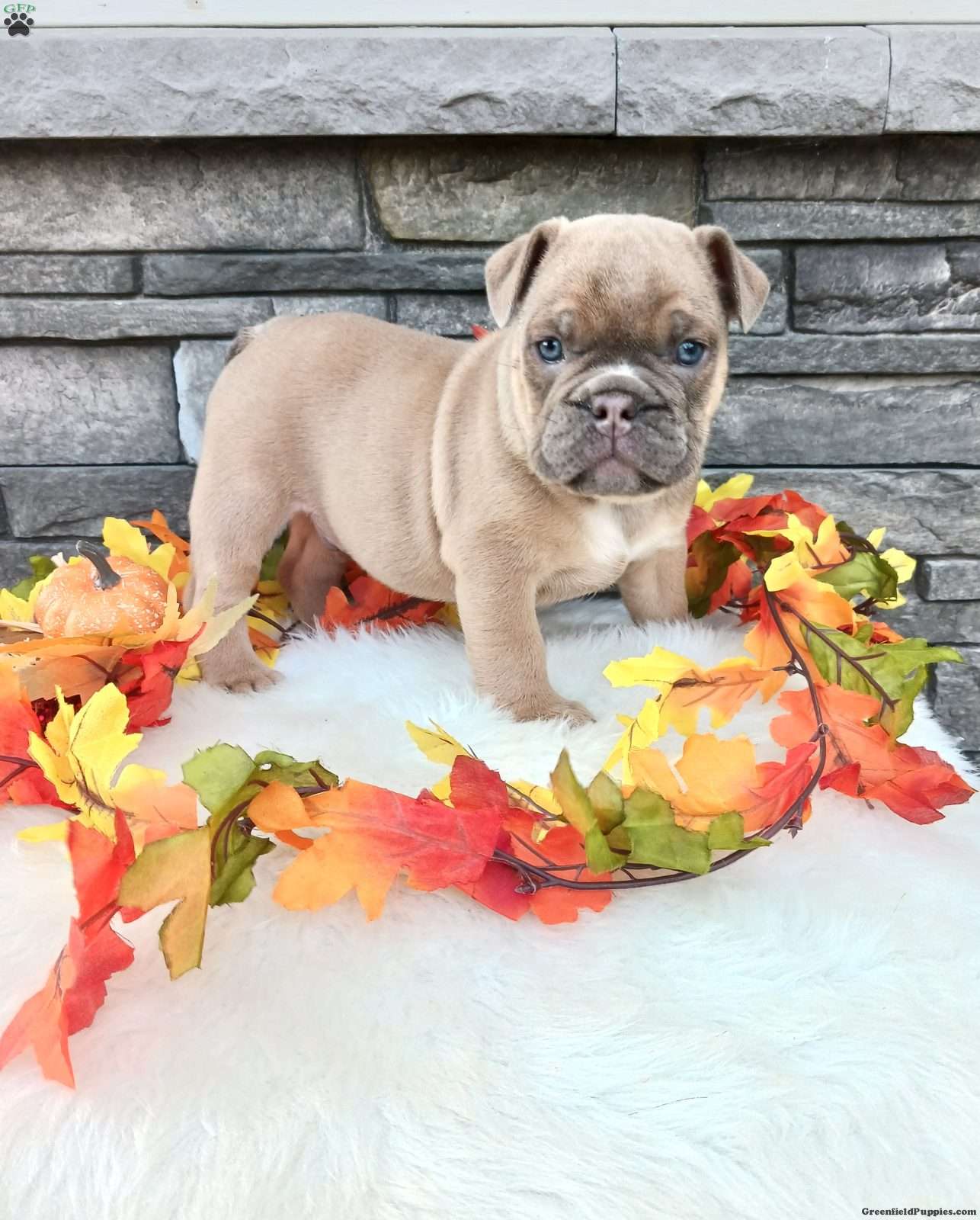 Max (Bulldog, Male) in Martinsburg, PA