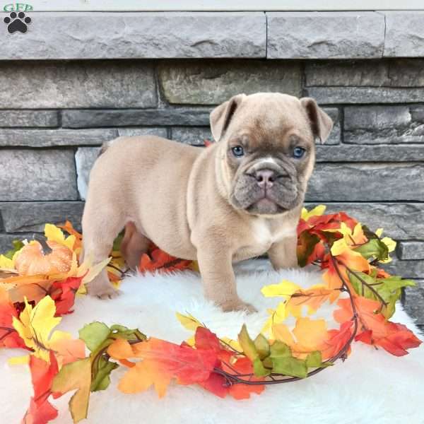 Max, English Bulldog Puppy