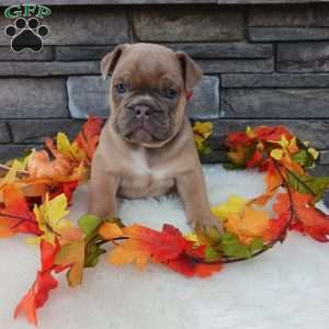 Max, English Bulldog Puppy