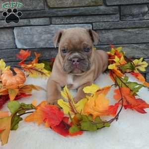 Max, English Bulldog Puppy