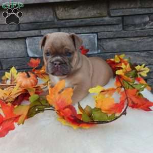 Max, English Bulldog Puppy