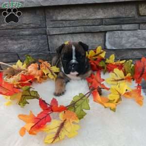 Chloe, English Bulldog Puppy