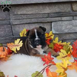 Chloe, English Bulldog Puppy