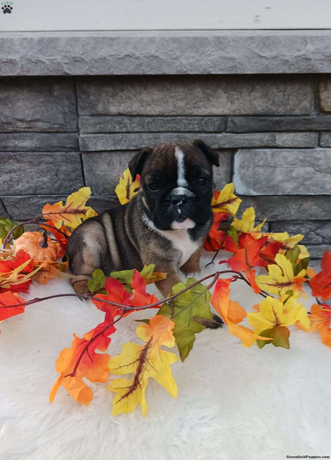 Chloe (Bulldog, Female) in Martinsburg, PA
