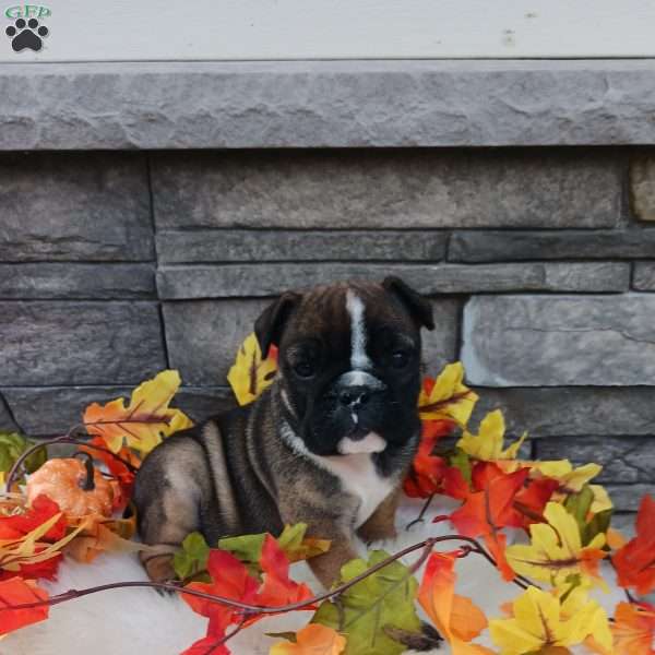 Chloe, English Bulldog Puppy