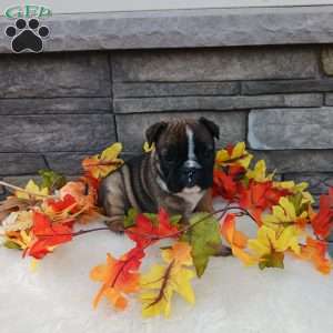 Chloe, English Bulldog Puppy