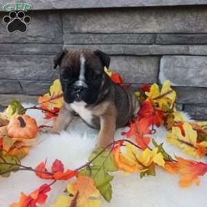 Chloe, English Bulldog Puppy