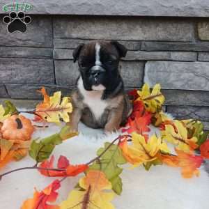 Chloe, English Bulldog Puppy