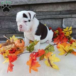Lola, English Bulldog Puppy